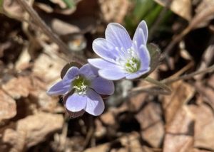 Celebrating West Virginia Native Plant Month